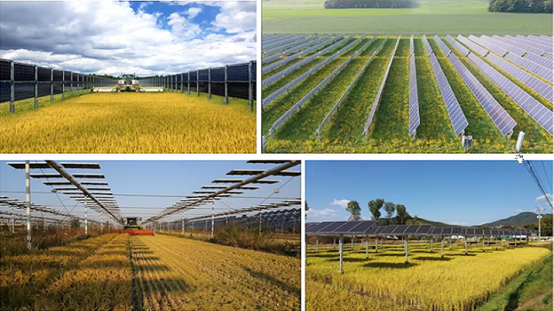 Những cánh đồng kết hợp giữa nông nghiệp và sản xuất điện mặt trời.