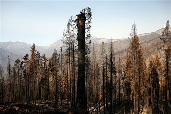 Biến đổi khí hậu làm gia tăng các vụ cháy rừng trong năm 2020.