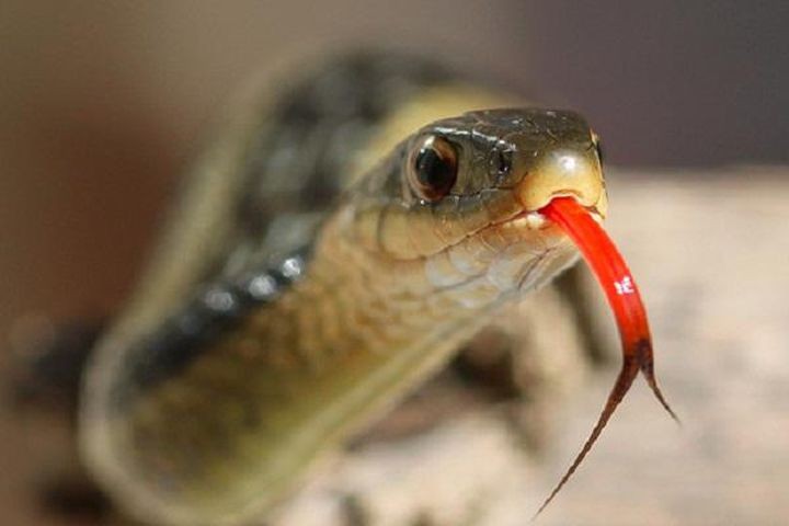 Vì sao lưỡi loài rắn lại chẻ làm đôi?