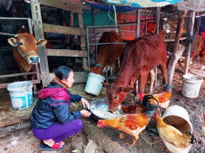 Bà Hà mua 2 triệu tiền rơm về cho bò nhưng đã hết, nay muốn mua cũng không biết mua đâu ra.