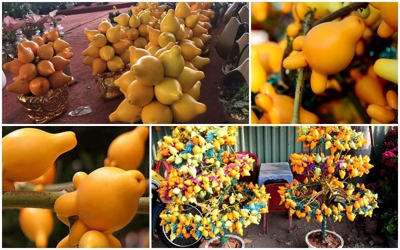 Nhiều loại hoa quả khá lạ mắt xuất hiện tại chợ hoa Tết. 	Ảnh: IT