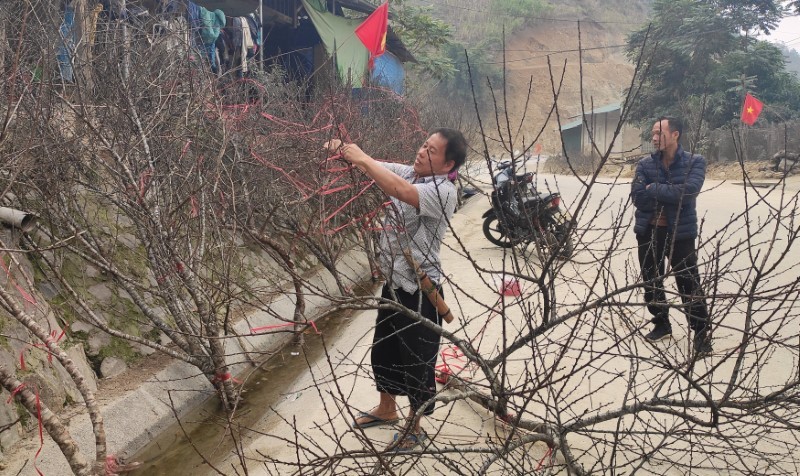 Người dân xã Nhi Sơn (Mường Lát, Thanh Hóa) chặt đào trồng của gia đình ra bán ở Quốc lộ 15C.