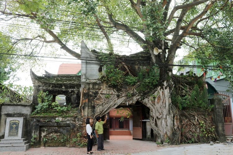 Cây Bồ Đề, cây di sản Văn hóa Đình Phú Hậu, xã Sơn Đông, huyện Lập Thạch.