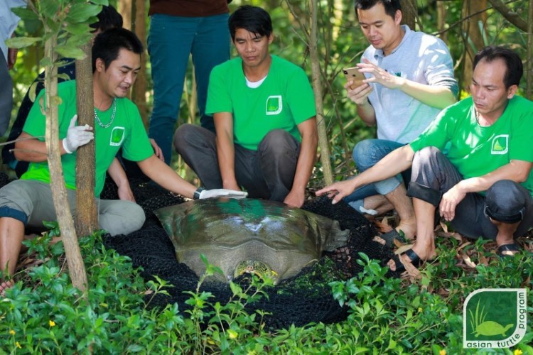 Rùa mai mềm Hoàn Kiếm được tìm thấy ở hồ Đồng Mô.