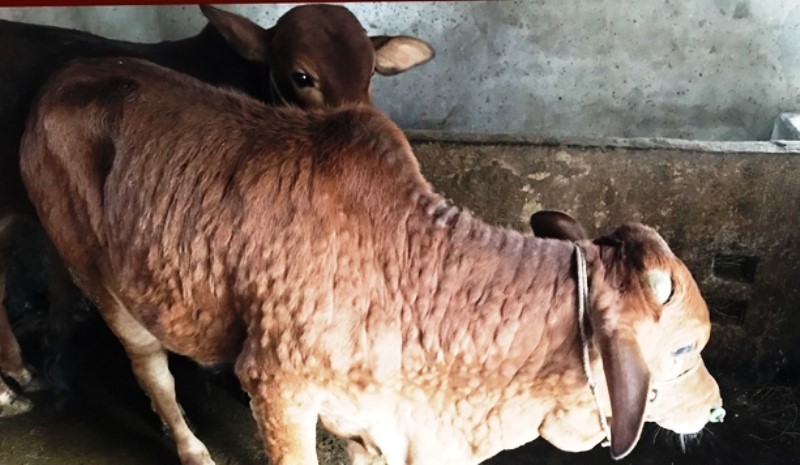 Viêm da nổi cục ở trâu bò, bệnh dịch lần đầu xuất hiện tại Hà Tĩnh.