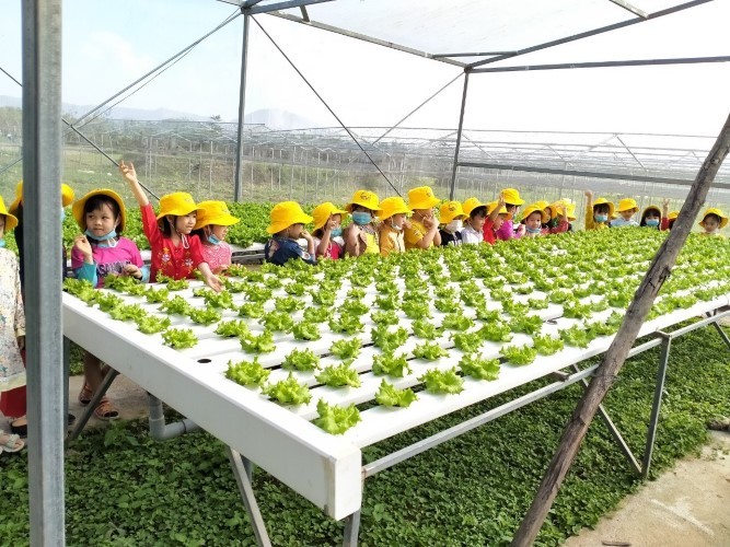 Học sinh Trường Mầm non Hoàng Anh (phường An Hải Đông, quận Sơn Trà) trải nghiệm thu hoạch rau xà lách thủy canh tại vùng sản xuất rau an toàn Túy Loan.