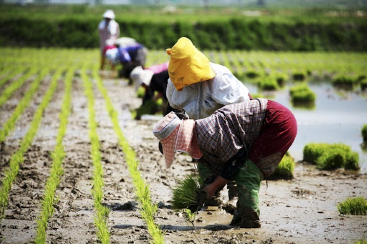 60,4% nông dân Hàn Quốc là người từ 60 tuổi trở lên.