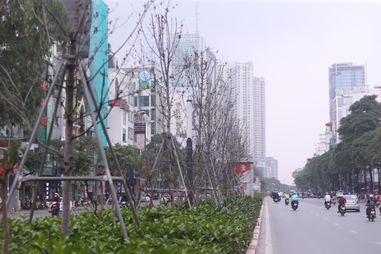 Hàng phong lá đỏ trên đường Trần Duy Hưng.