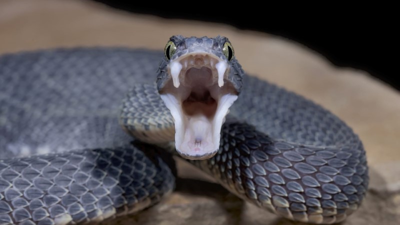 Nọc độc giúp rắn tự vệ và săn mồi.