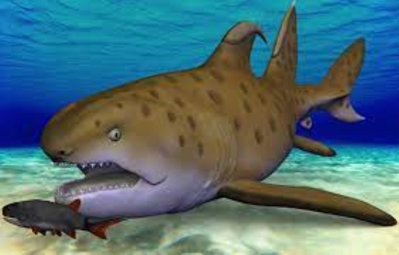 Xác định hóa thạch cá mập “Godzilla”  300 triệu năm tuổi