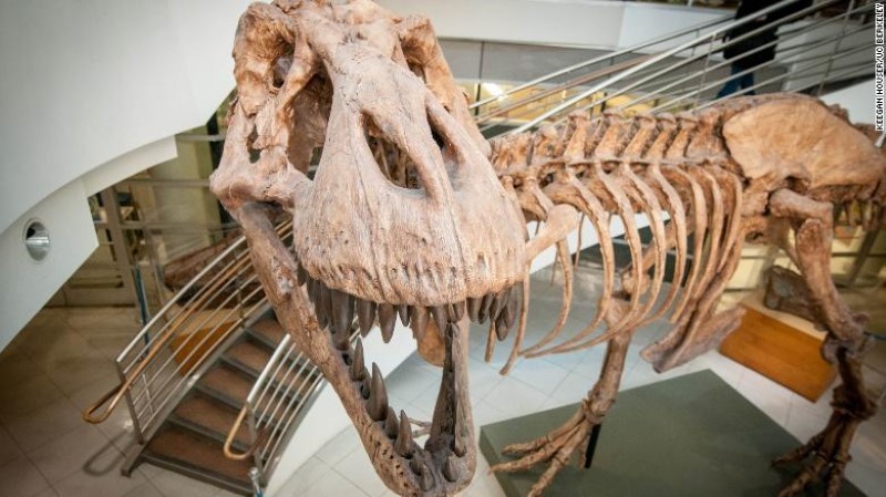 Một nhóm chuyên gia nói rằng hàng tỷ con T. rex đã lang thang ở Bắc Mỹ.