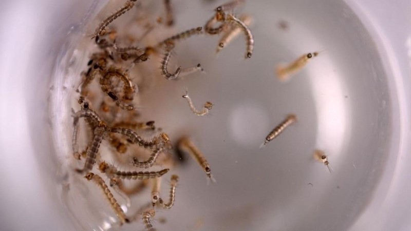 Mỹ thả muỗi biến đổi gen vào môi trường