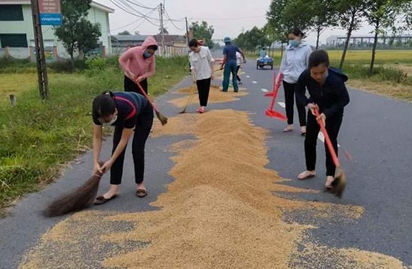 Giáo viên Trường Mầm non Tân Lâm Hương giúp bà con nông dân thu dọn lúa “chạy mưa”.