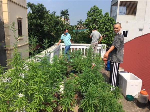 Phát hiện trồng cây trên trần nhà thuộc phường Yên Nghĩa hồi đầu tháng 5/2021.