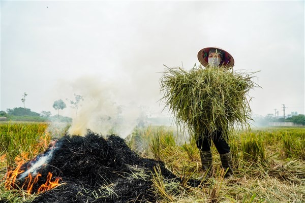 Tình trạng đốt rơm rạ sau thu hoạch khiến môi trường không khí ô nhiễm nghiêm trọng.