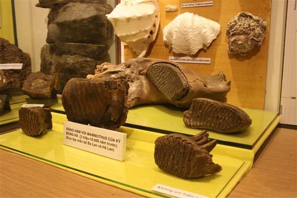Một số mẫu vật trưng bày tại Bảo tàng Thiên nhiên.