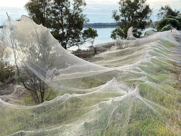 Mạng nhện  bao trùm nông thôn Australia
