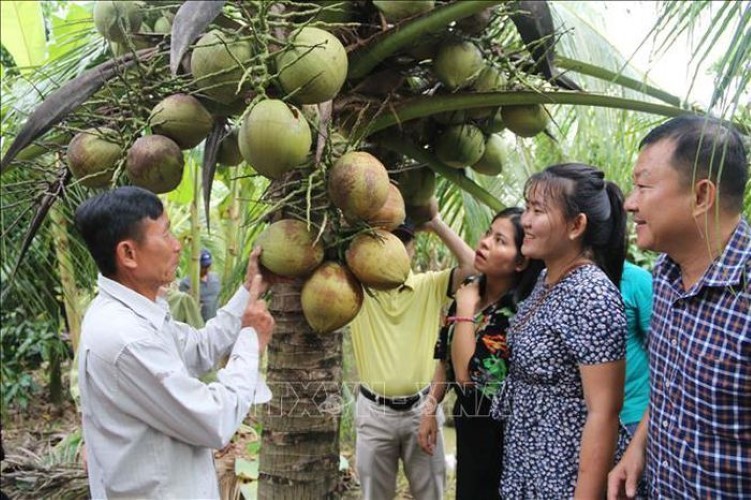 Dừa sáp có nguồn lợi kinh tế hơn hẳn so với các loại dừa khác.