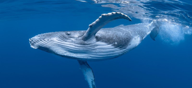 Cá voi có thể nhịn thở 2 tiếng dưới nước.