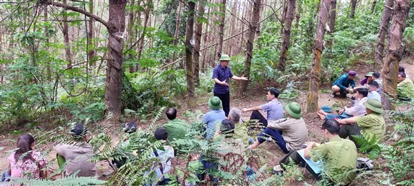 Đoàn cán bộ huyện Mường Ảng đi kiểm tra rừng thông.