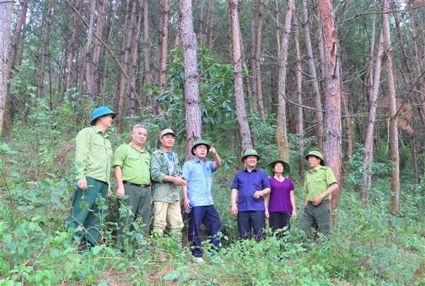 Đoàn công tác của huyện Mường Ảng đi kiểm tra thực tế tại cánh rừng thông. Ảnh: HN