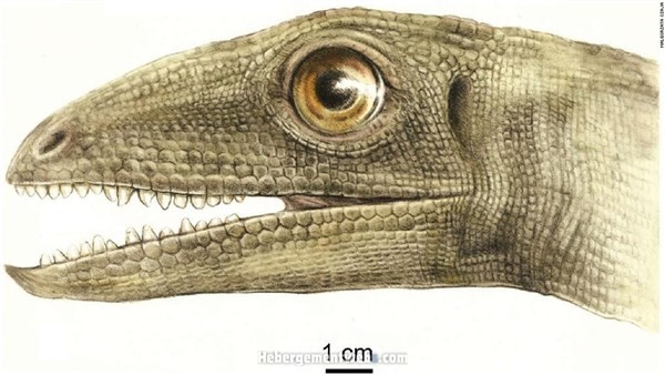 Hình ảnh khủng long Silesaurus opolensis.