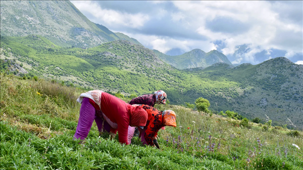 Phụ nữ Albania chỉ cần tìm hái thảo dược hoang cũng đủ kiếm sống.