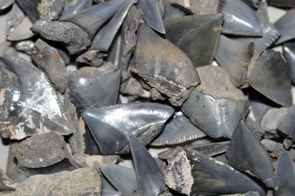 Răng cá mập từ kỷ Phấn trắng được tìm thấy tại lưu vực Kristianstad (Thuỵ Điển).