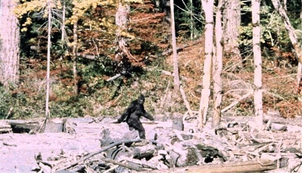 Con vật được cho là Bigfoot, trong đoạn phim “Patterson-Gimlin” quay năm 1967.