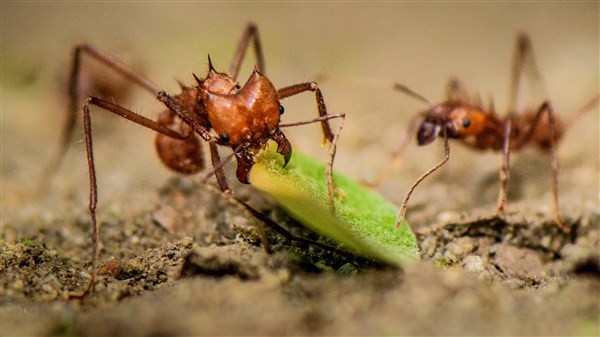 Bộ hàm đáng kinh ngạc của những con kiến ăn cỏ