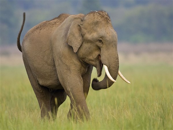 DNA của voi châu Á có nhiều điểm chung với voi ma mút.