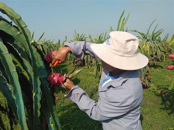 Người dân Bình Thuận thu hoạch thanh long vào vụ.