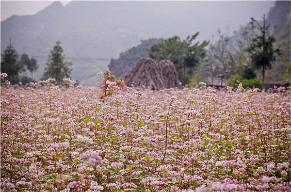 Hoa tam giác mạch nở rộ khắp các sườn núi ở Đồng Văn.