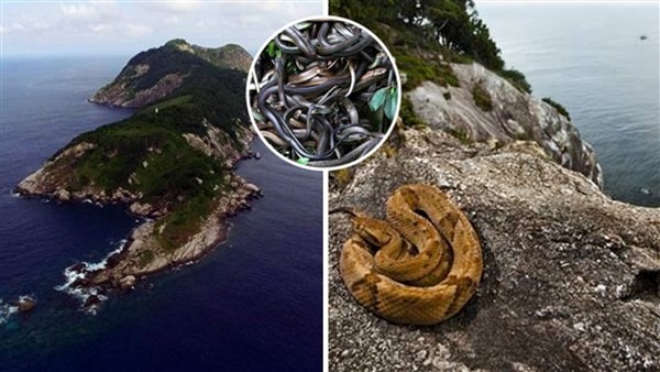Đảo rắn – nơi nguy hiểm nhất thế giới.