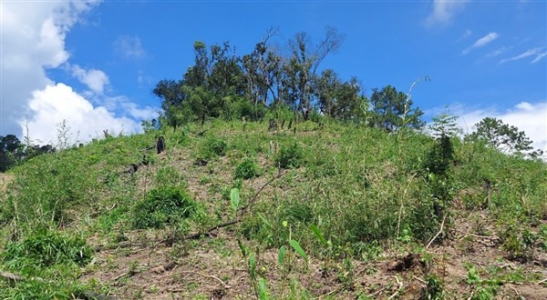 Từng mảng rừng bị cạo trọc tại huyện Tu Mơ Rông.