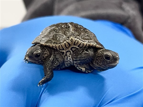 Phát hiện rùa hai đầu hiếm gặp ở Mỹ 