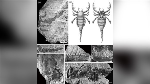 Các phần hóa thạch của bọ cạp biển và hình mô phỏng được phục dựng lại.
