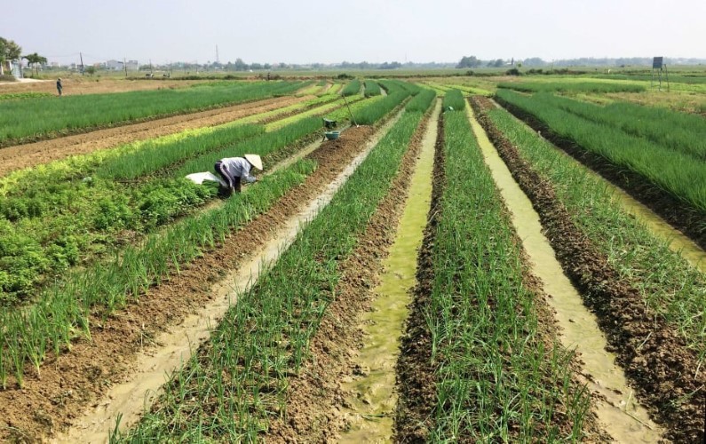 Hương An - vùng sản xuất hành lá chuyên canh, mang lại giá trị kinh tế cao cho nông dân.