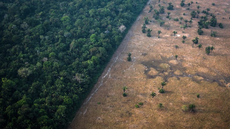 Hơn 100 nước cam kết chấm dứt nạn phá rừng 