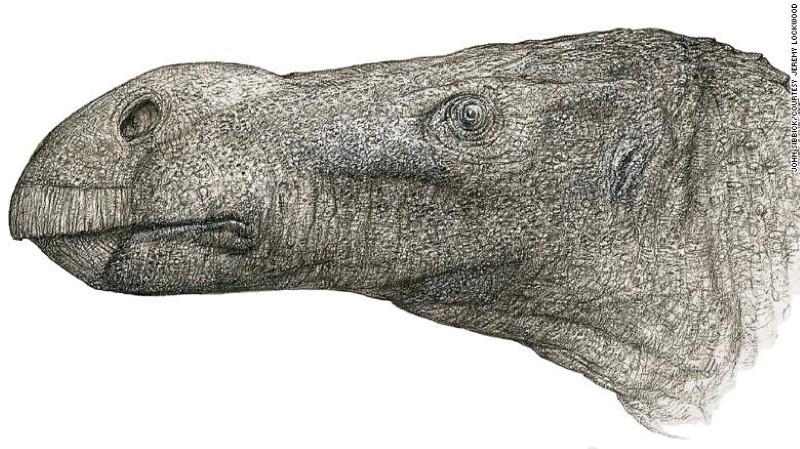 Brighstoneus có mũi tròn và nhiều răng hơn.