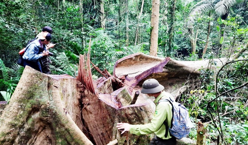 Cây rừng bị đốn hạ trong Khu Bảo tồn thiên nhiên Bắc Hướng Hóa.