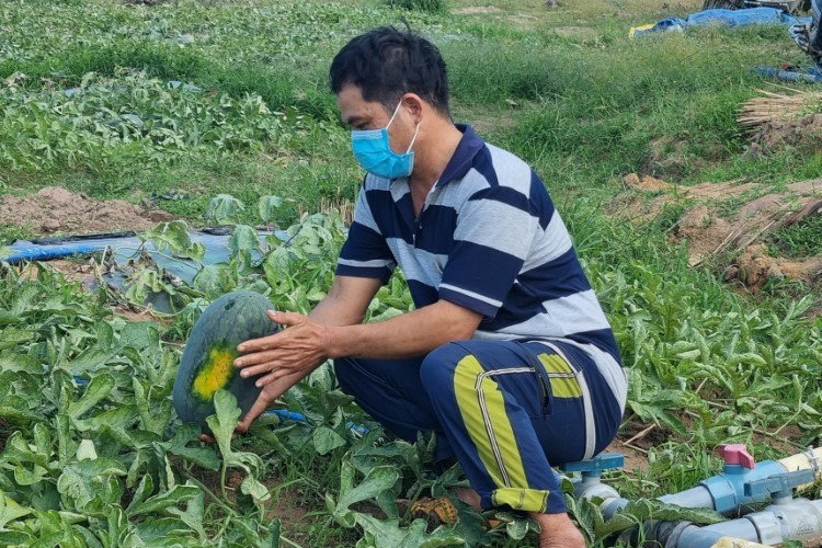 Dưa hấu quá ngày thu hoạch, anh Nguyễn Văn Tân lo lắng phải bỏ cả ruộng dưa, tay trắng mà về quê.
