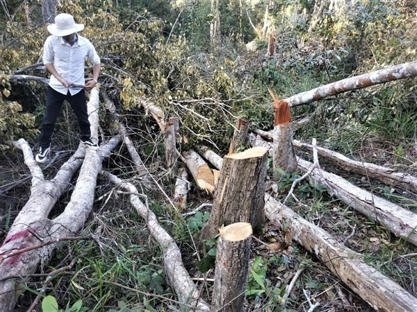 Hiện trường phá rừng quy mô lớn trên địa bàn huyện Ea H’Leo thời kỳ ông Viên chịu trách nhiệm lãnh đạo, chỉ đạo công tác quản lý, bảo vệ rừng.