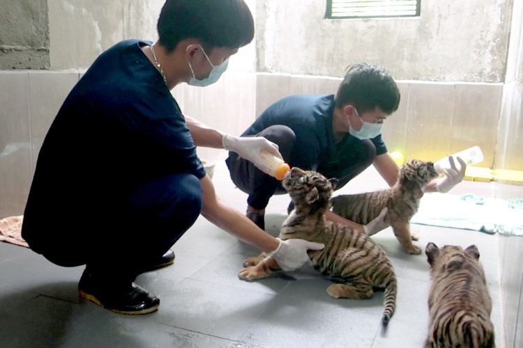 Anh Đặng Thanh Tuấn và đồng nghiệp chăm sóc 7 hổ con khi mới được đưa về trung tâm.