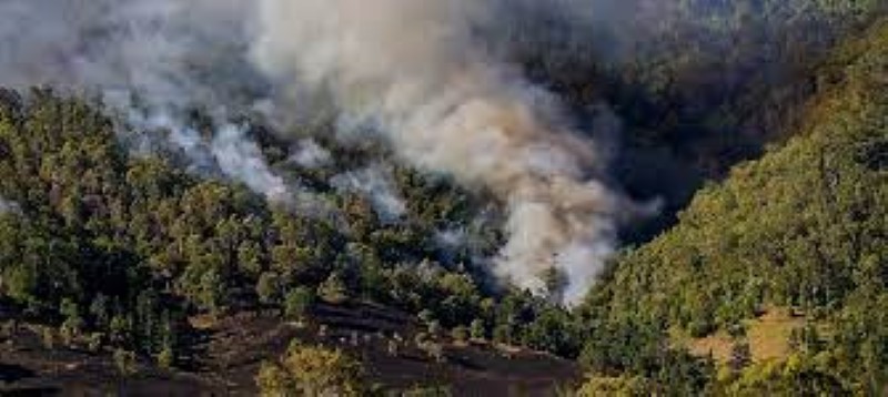 Số vụ cháy rừng tăng gấp đôi vào cuối thế kỷ