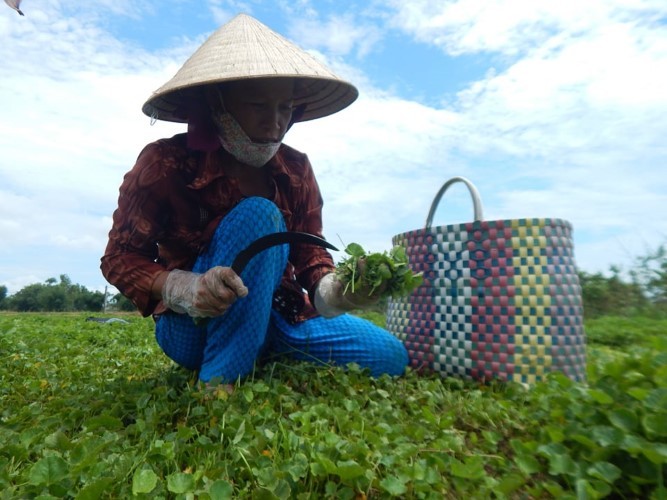Người dân thuộc thành viên Hợp tác xã nông nghiệp Quảng Thọ 2 đang tiến hành thu hoạch rau má.