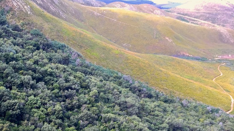 Lý do cây fynbos sống trong môi trường khắc nghiệt
