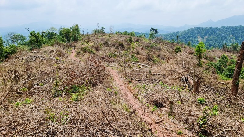 Nhiều diện tích rừng tự nhiên lớn ở xã Đakrông (huyện Đakrông) đang trong giai đoạn phục hồi tốt đã bị lâm tặc ngang nhiên triệt hạ.