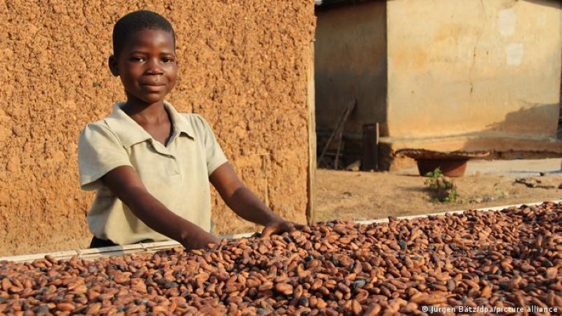 Trẻ em châu Phi làm việc trong các đồn điền ca cao.