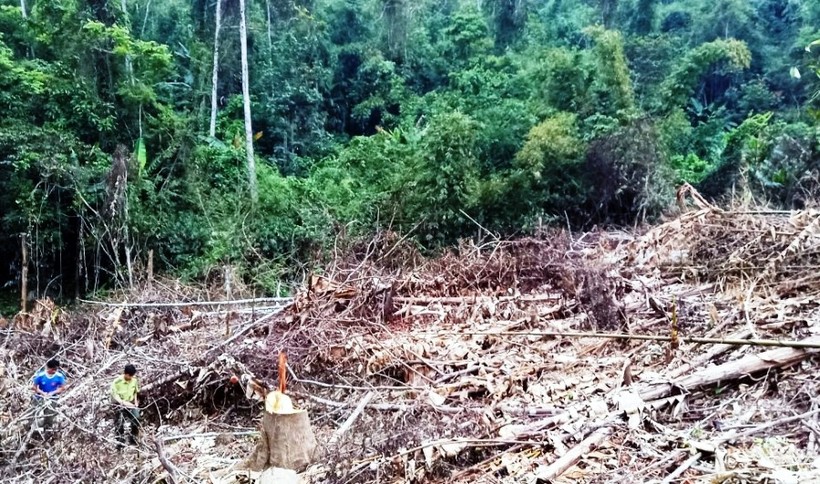 Hơn 2,1ha rừng tự nhiên ở bản Cóc, xã Sơn Thủy, huyện biên giới Quan Sơn bị chặt phá.